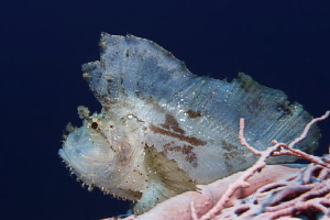 Jumping Sheet II

that smal Leaf Scorpionfish was on a ... by Jörg Menge 